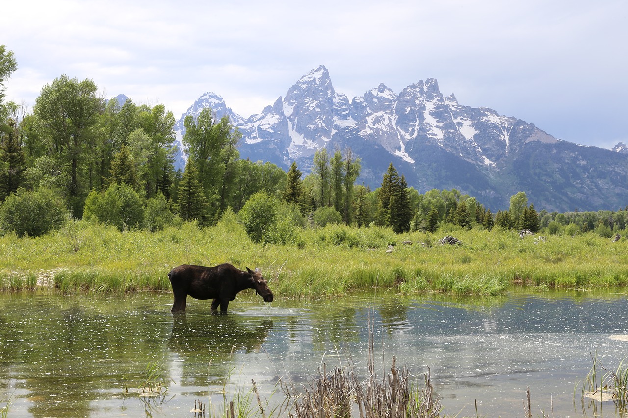 grand teton national park moose free photo