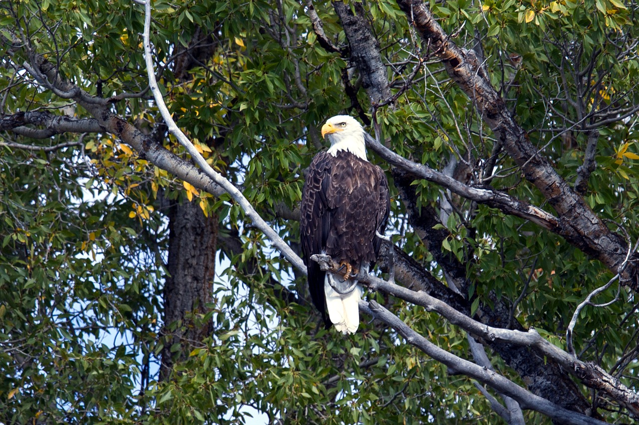 grand teton national park wyoming snake river free photo