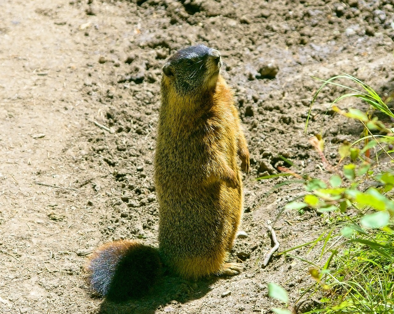 grand teton rock chuck  yellow-bellied marmot  animal free photo