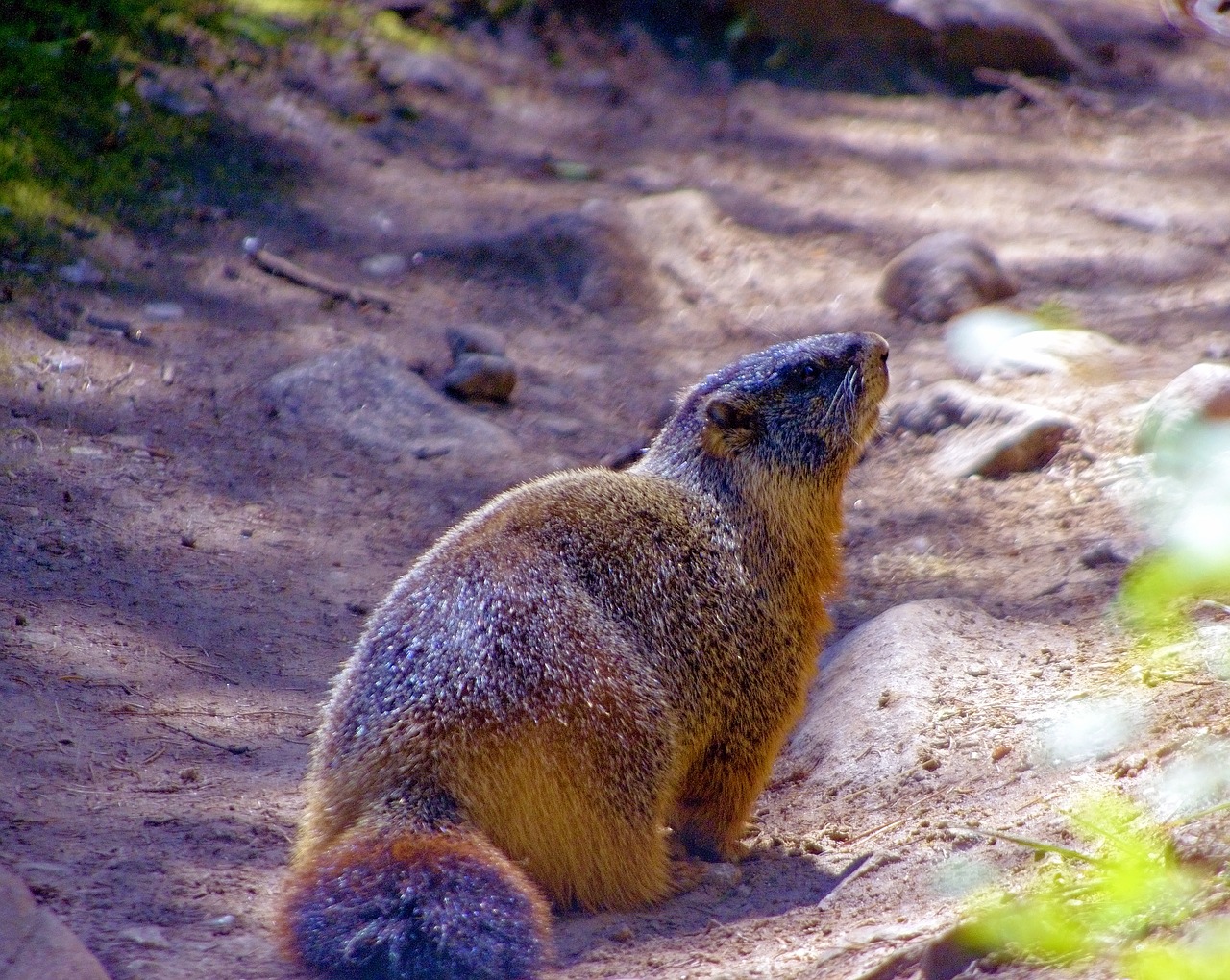 grand teton yellow-bellied marmot  rock chuck  animal free photo
