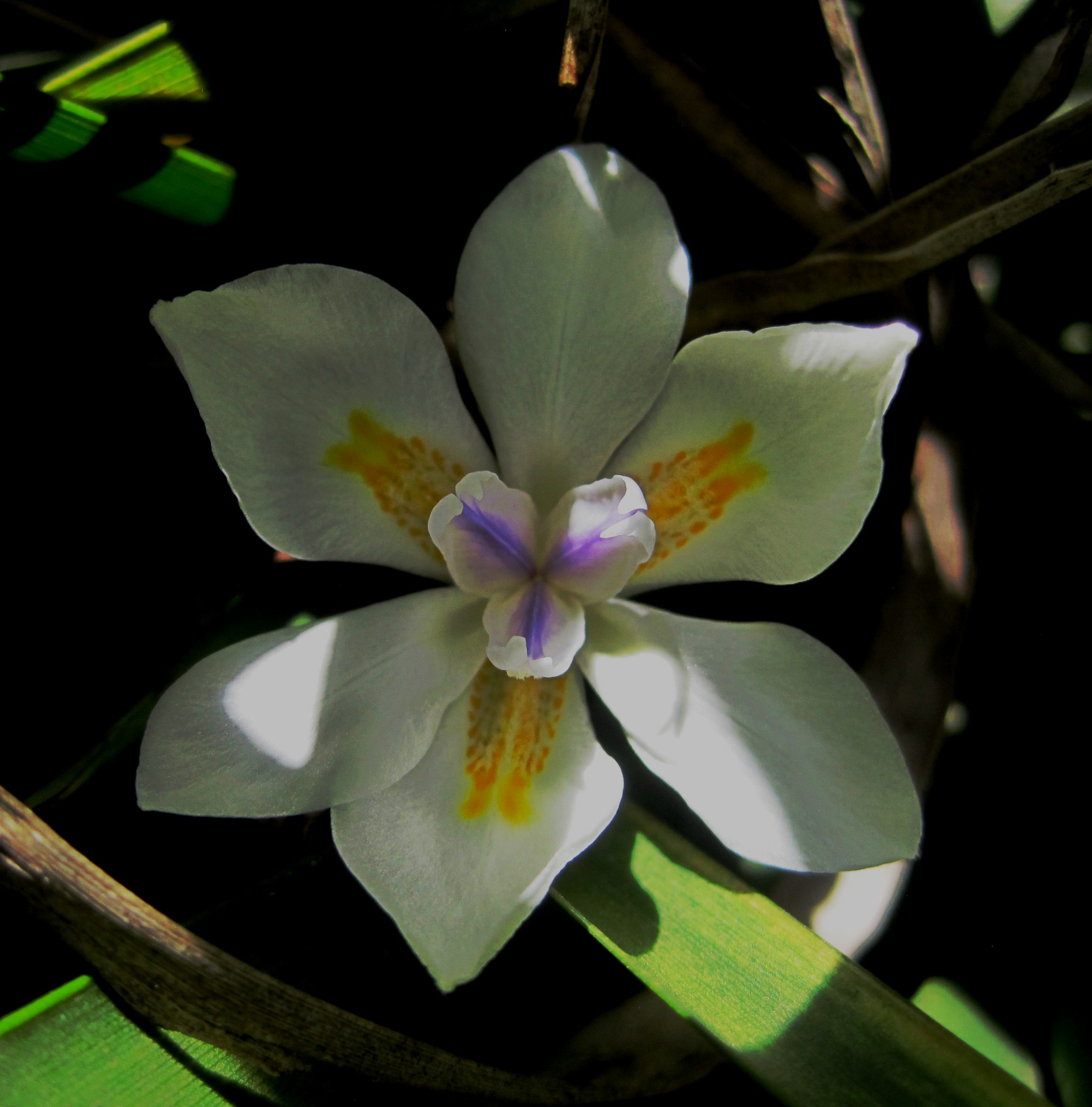 small white lily-like free photo