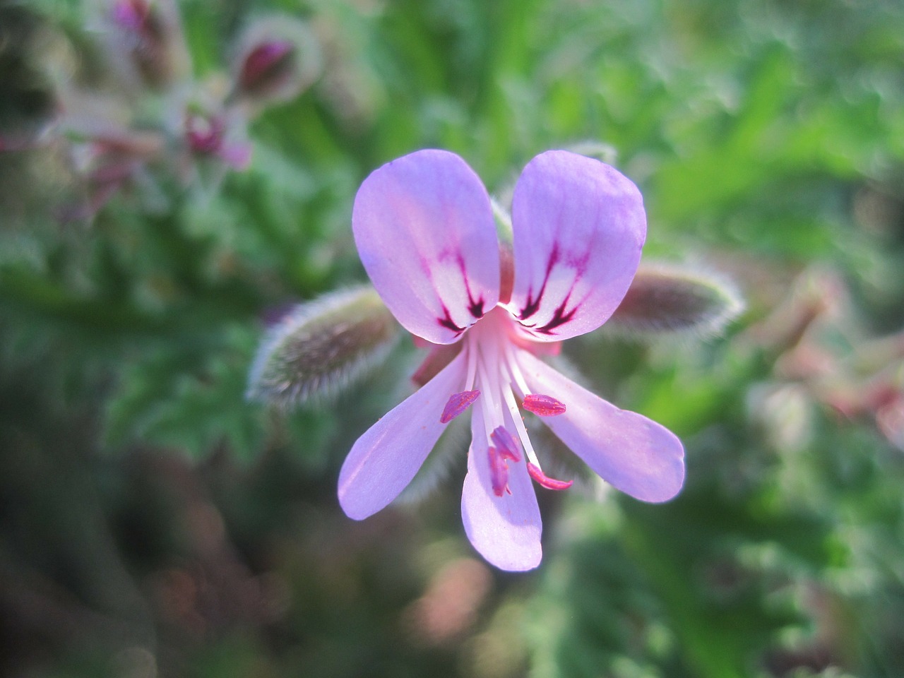 granium lilac floral free photo