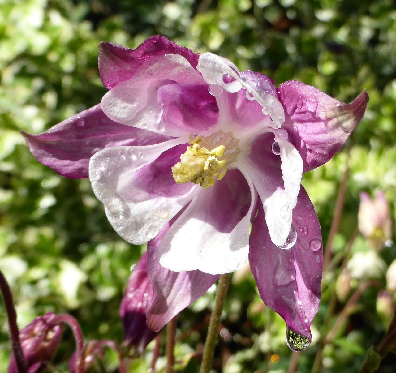 granny's bonnet spring free photo