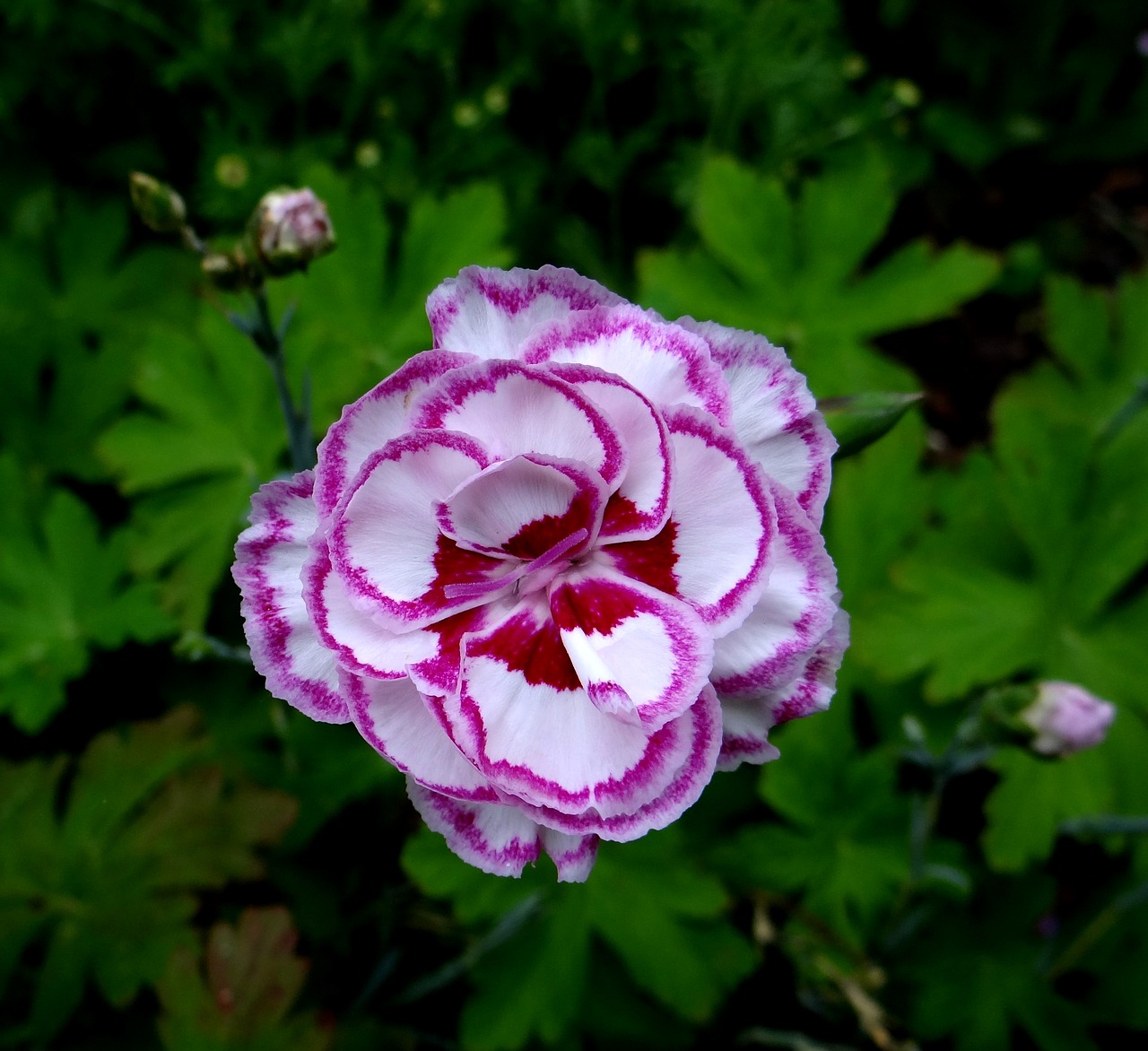 gran's favourite carnation white-laced carnation free photo