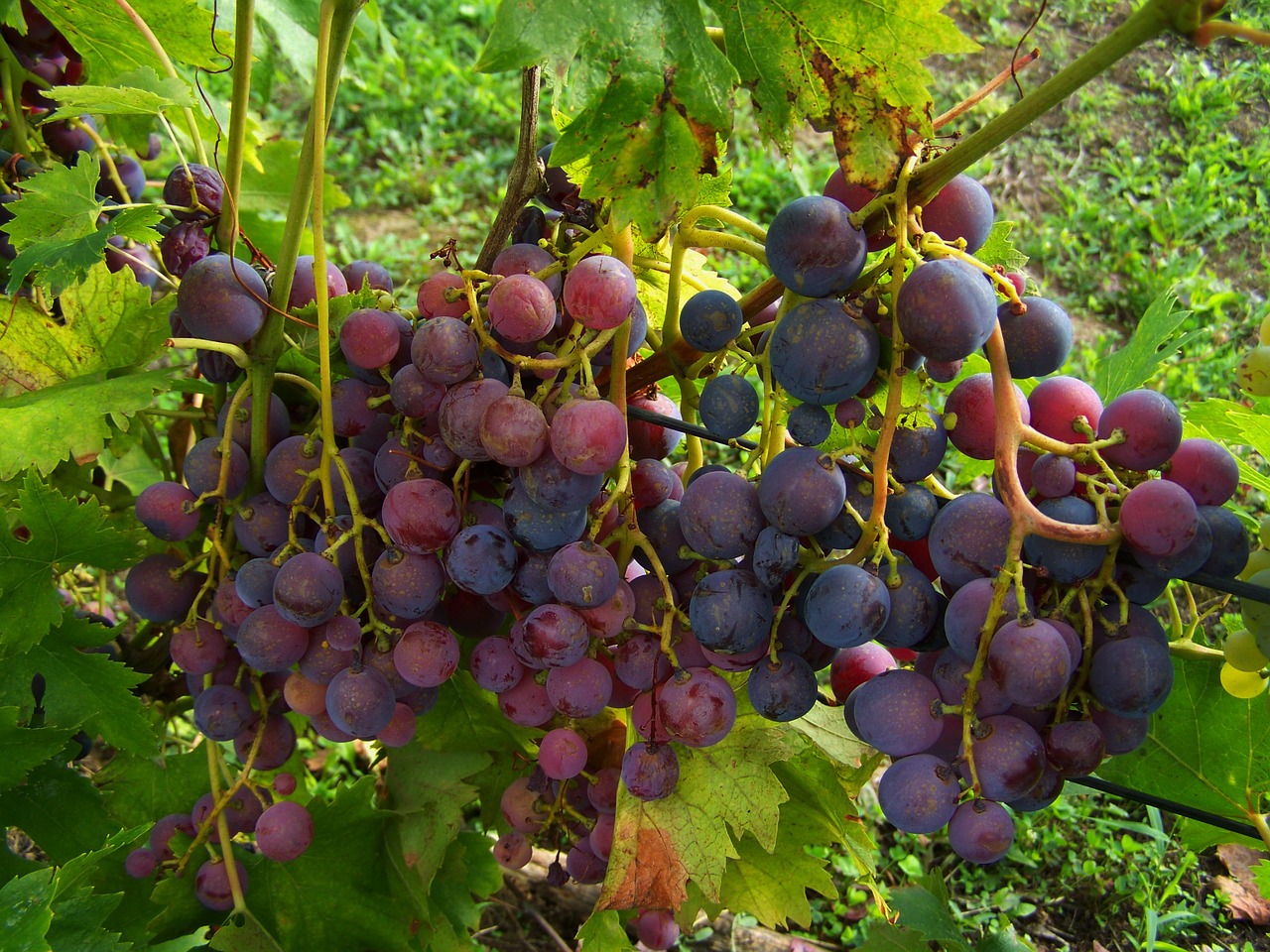 grape bluish-purple berry crop free photo