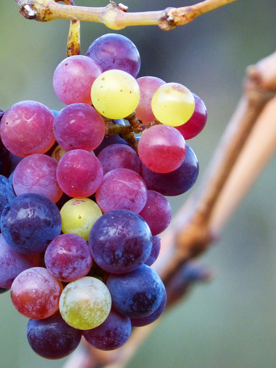 grape grain colors free photo