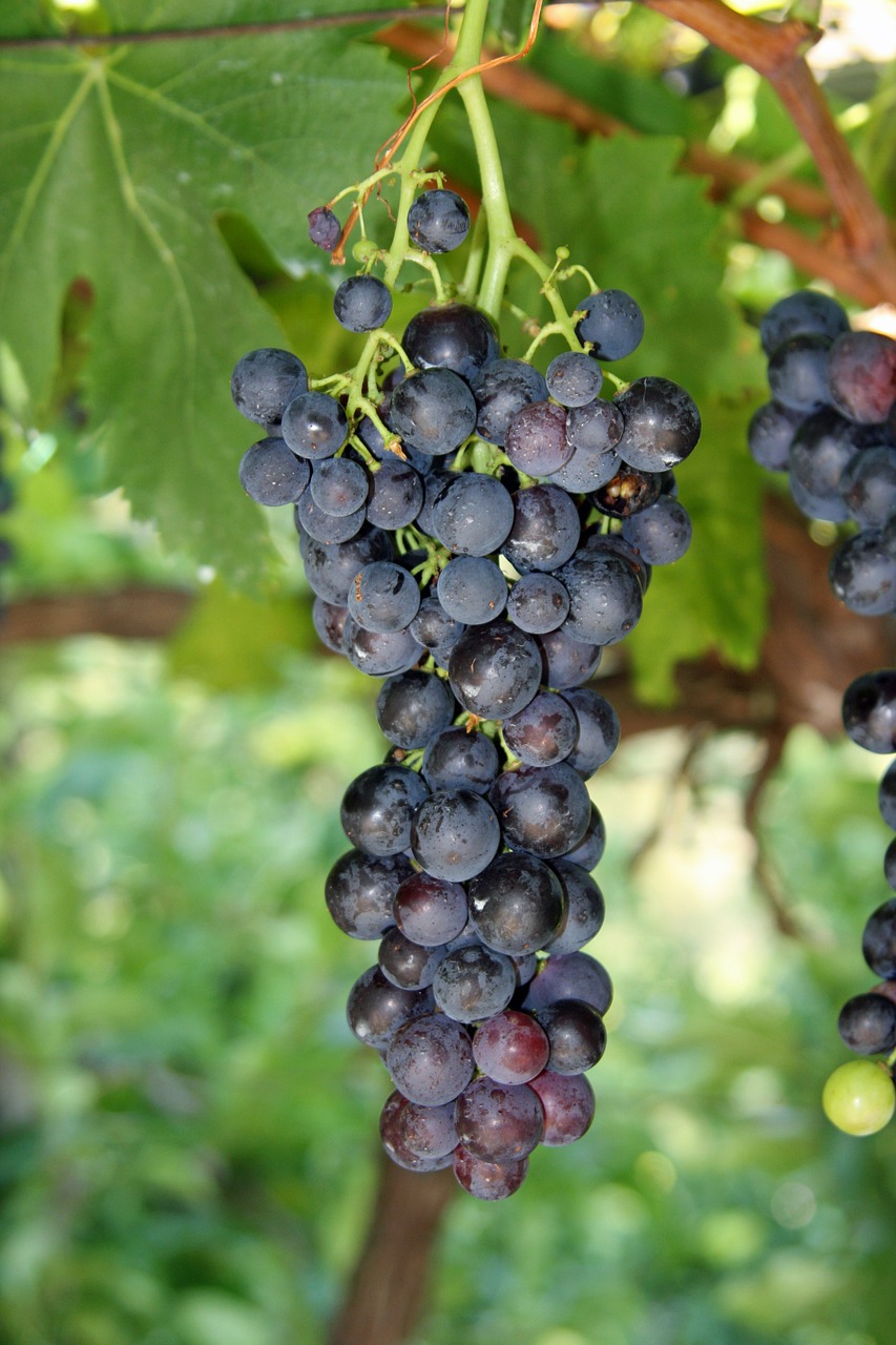 grape winery grapes free photo