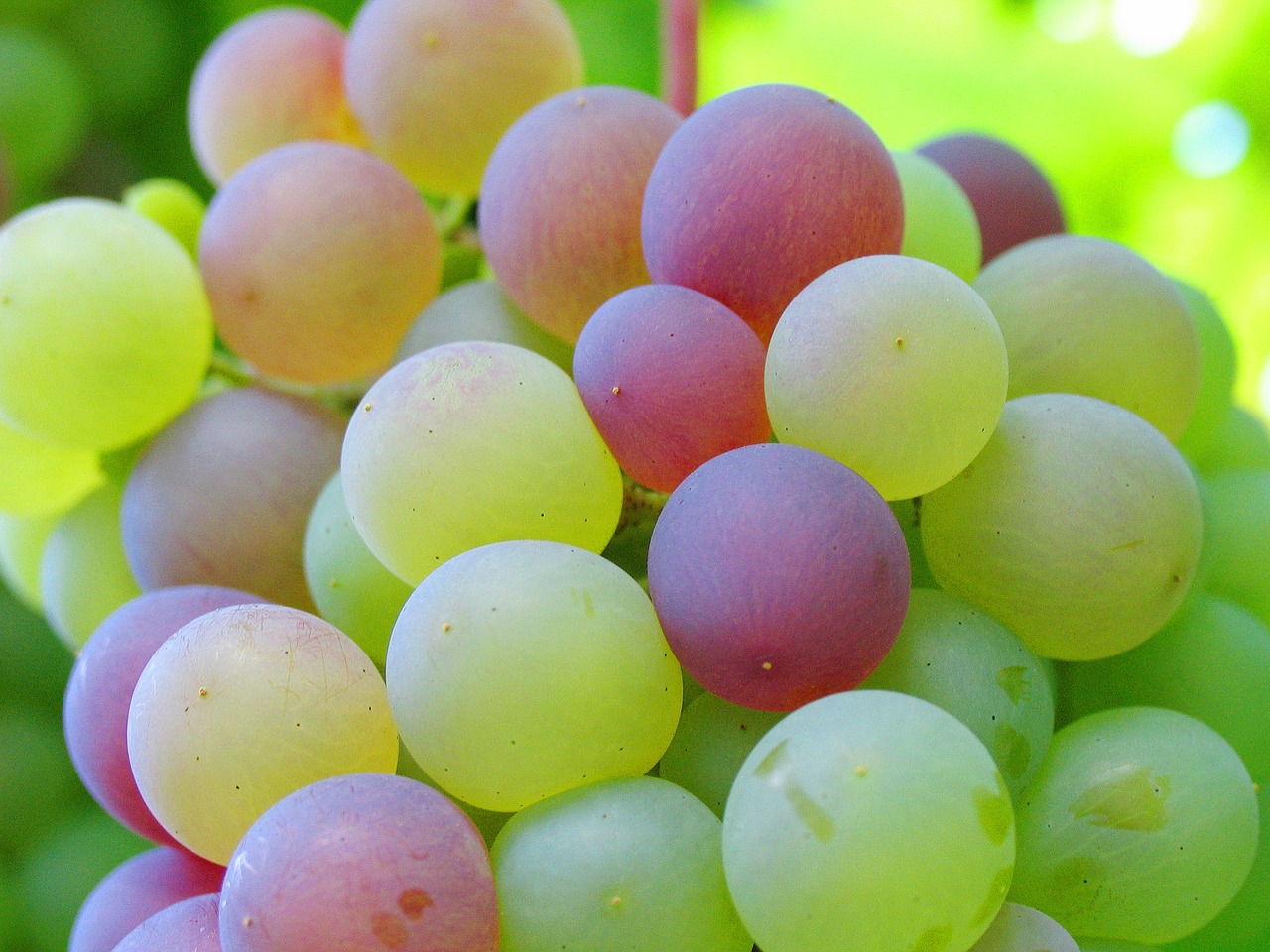 grape cluster bunch of grapes free photo