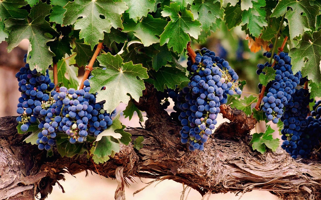 grape planting purple free photo