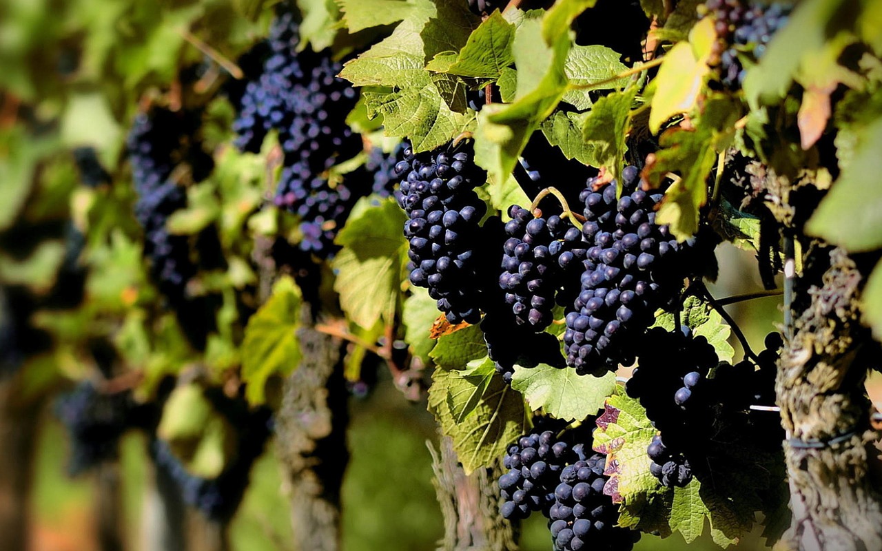 grape planting purple free photo