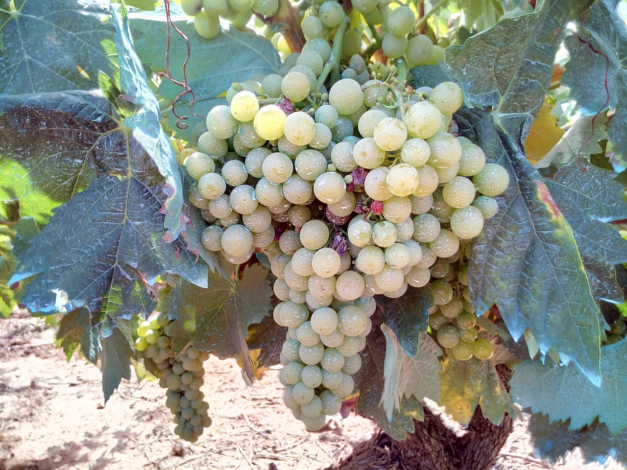 grape white vineyard free photo