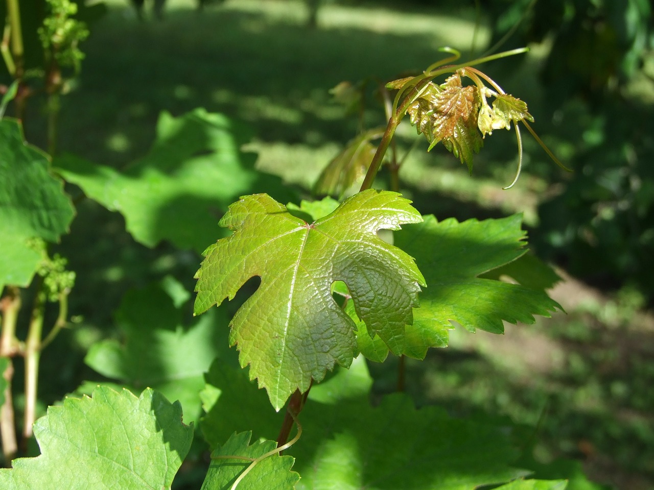 grape grape leaf vine branches free photo