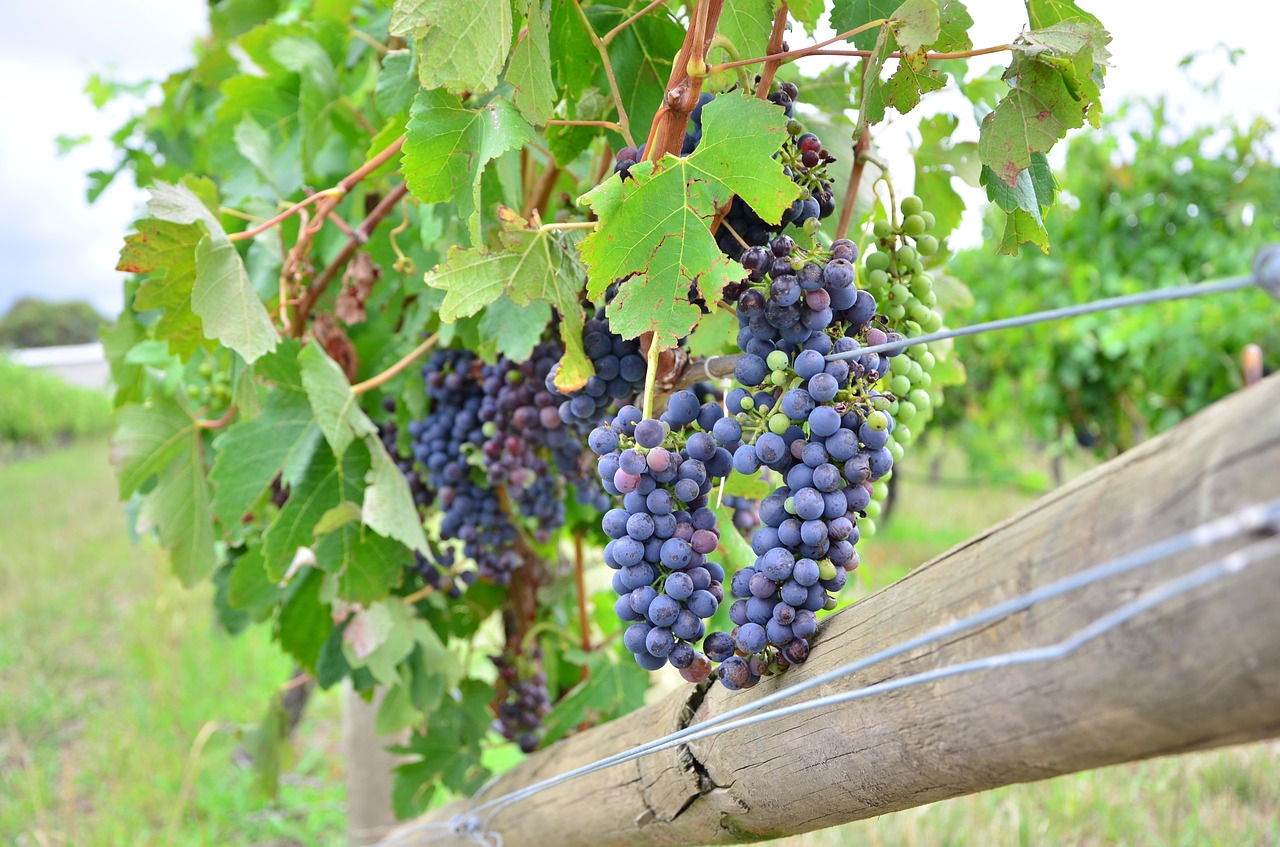 grape wine vineyard free photo