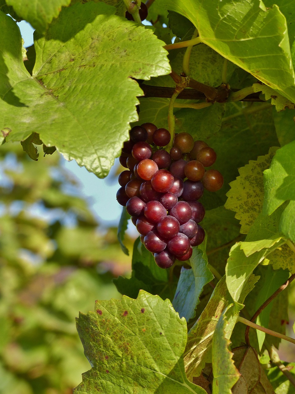 grape autumn red free photo