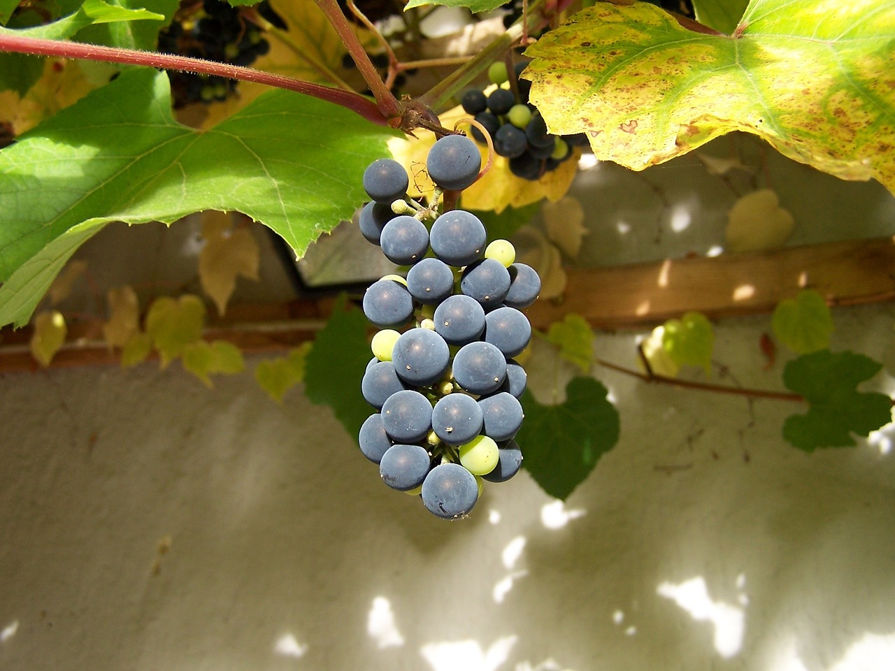 grape tübingen vine free photo