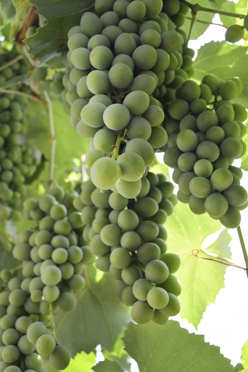 grape wine summer free photo
