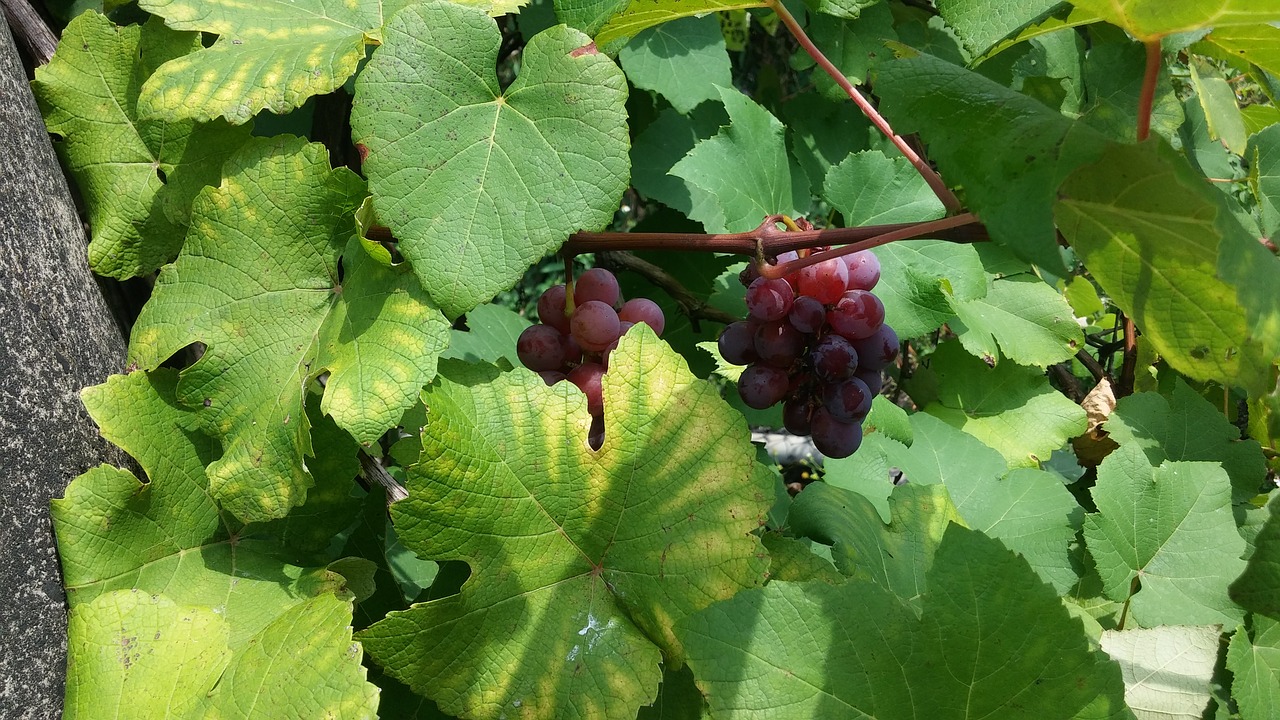 grape green leaves purple and green free photo