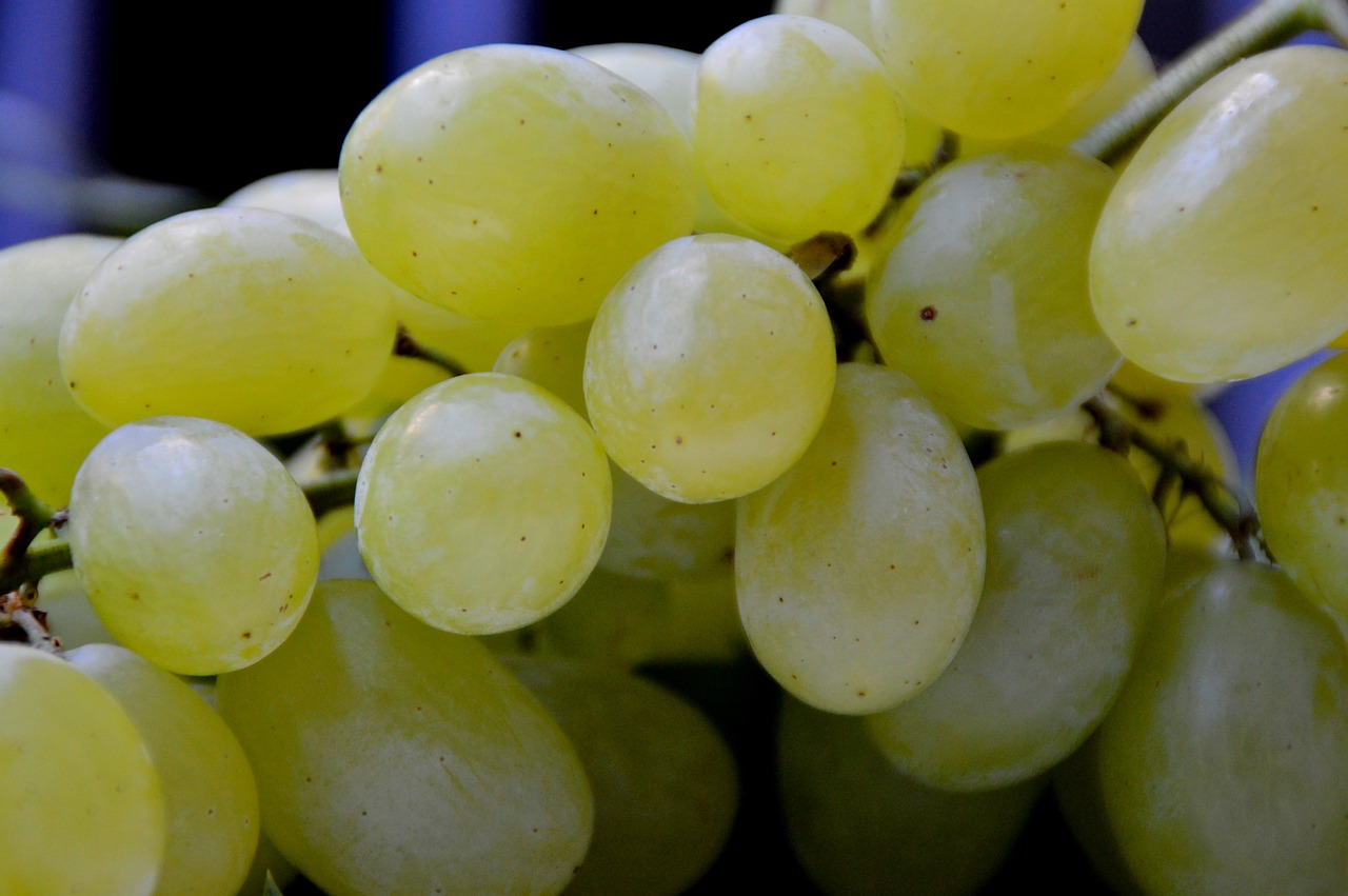 grape grapes handle vine free photo