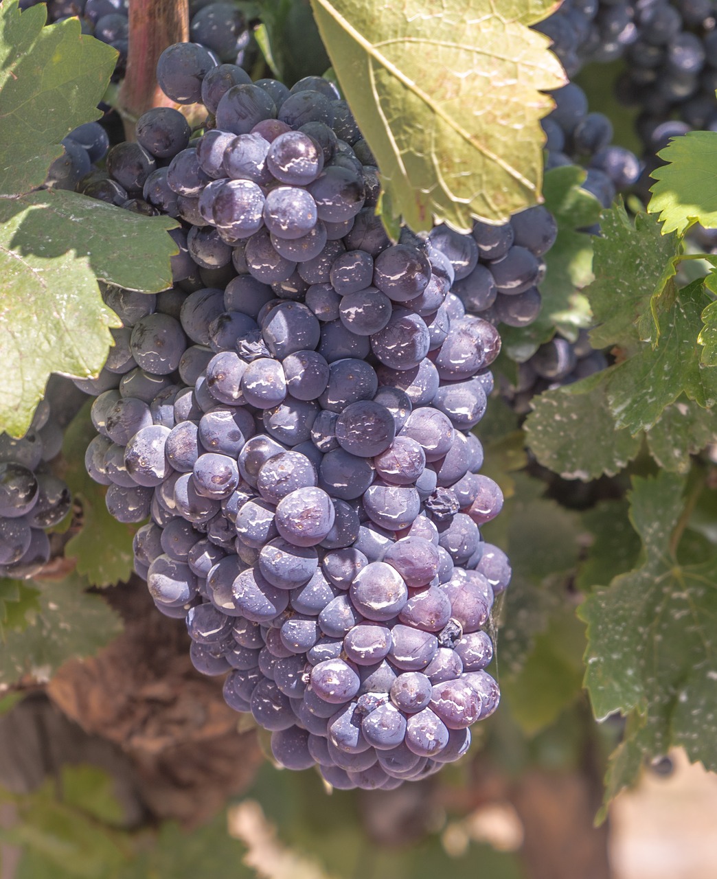 grapes vine parra free photo