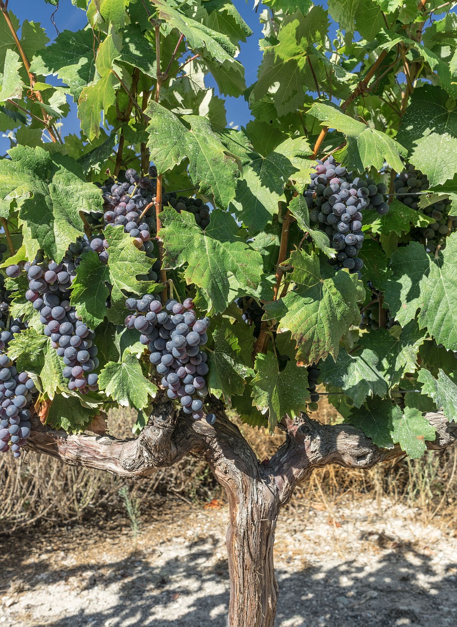 grapes vine parra free photo