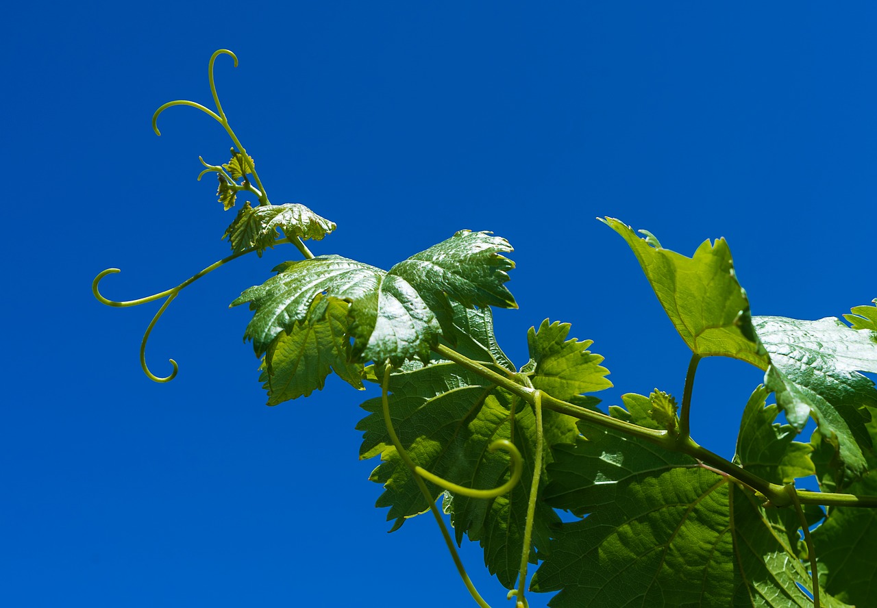 grape vine parra free photo