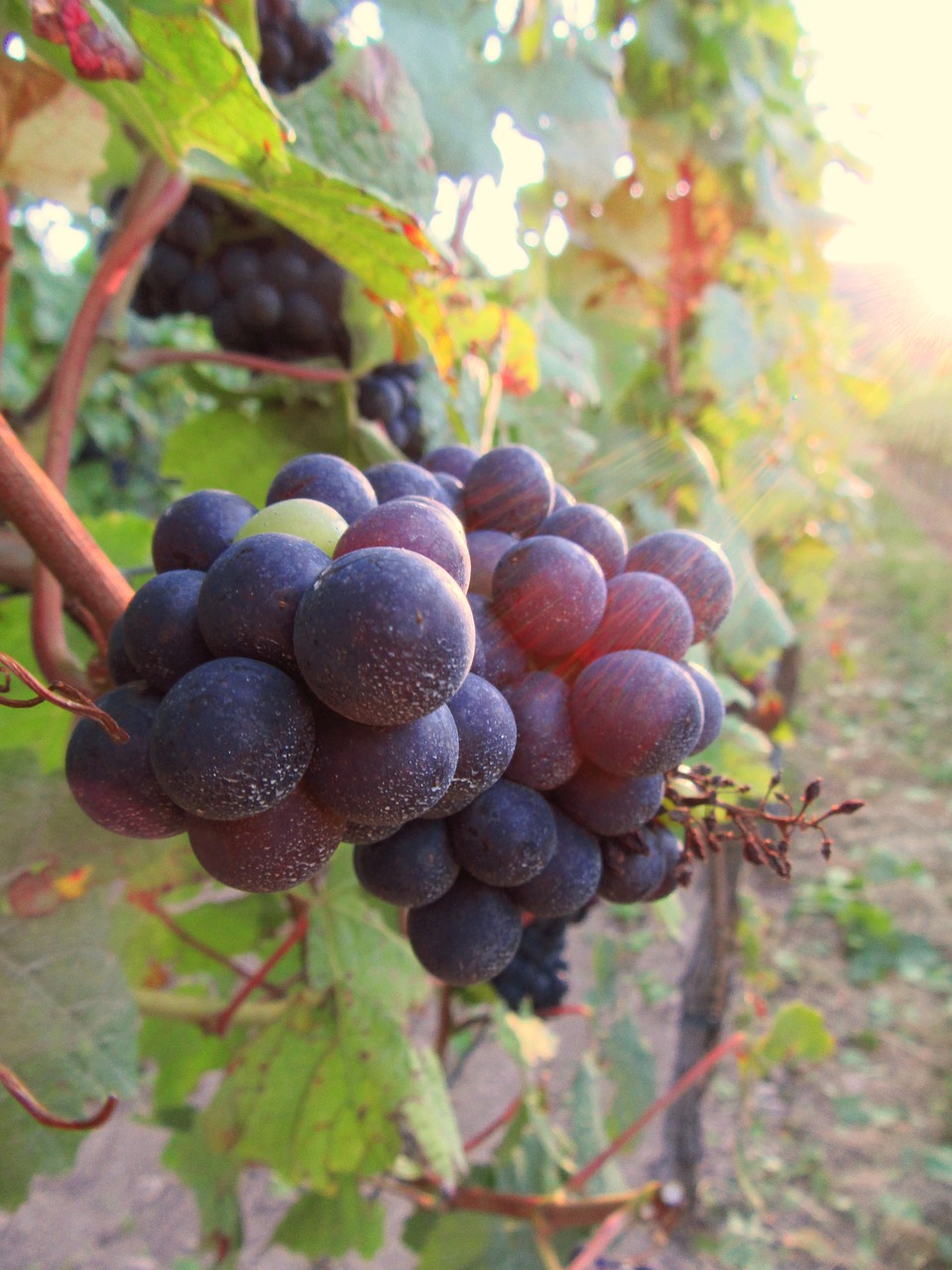 grape vine vineyard free photo