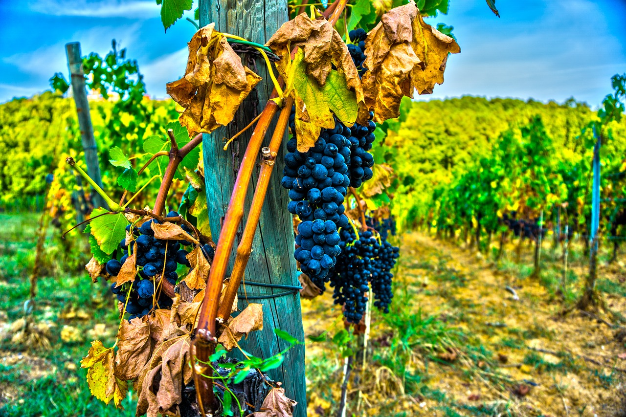 grape wine grapes free photo