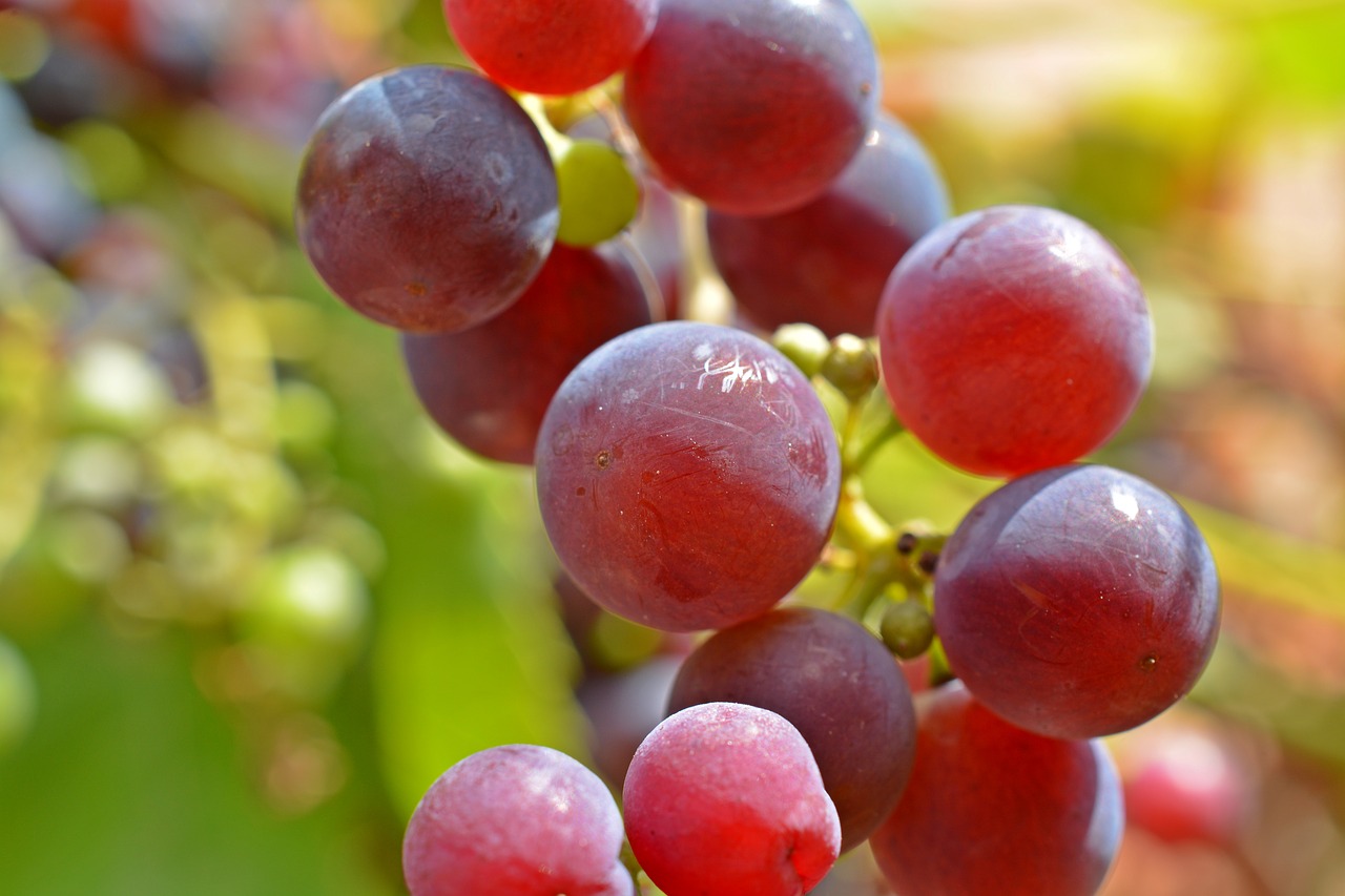grape wine winegrowing free photo