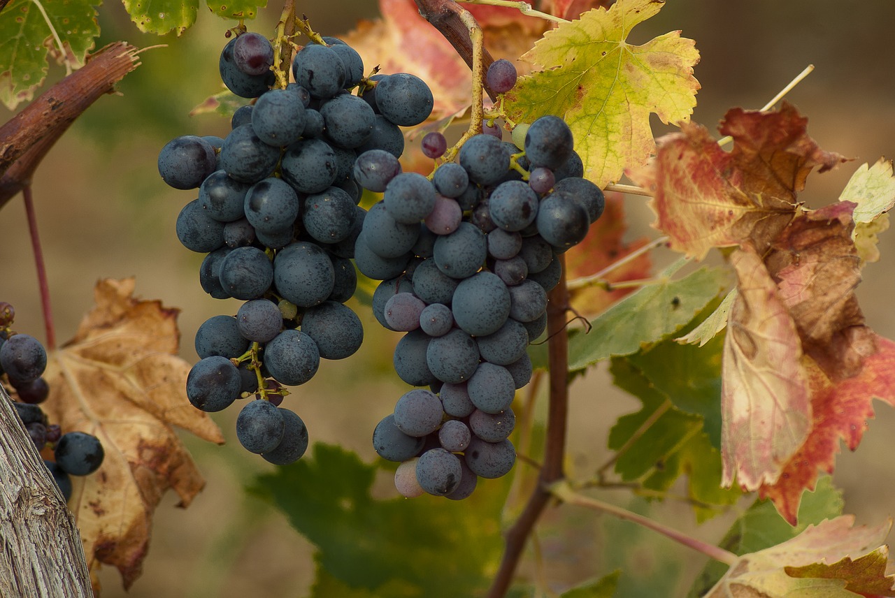 grape cluster harvest free photo