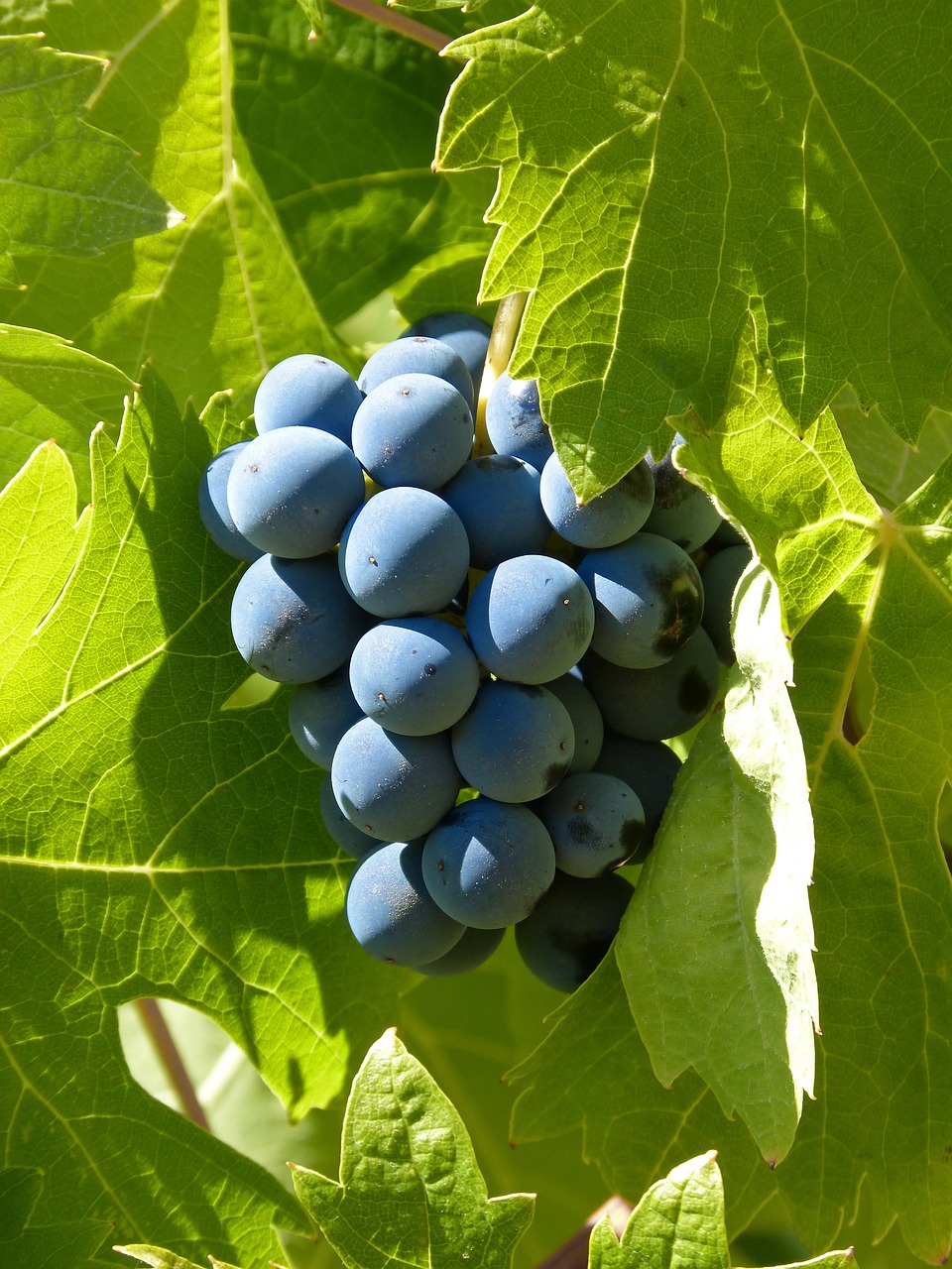 grape garnatxa priorat free photo