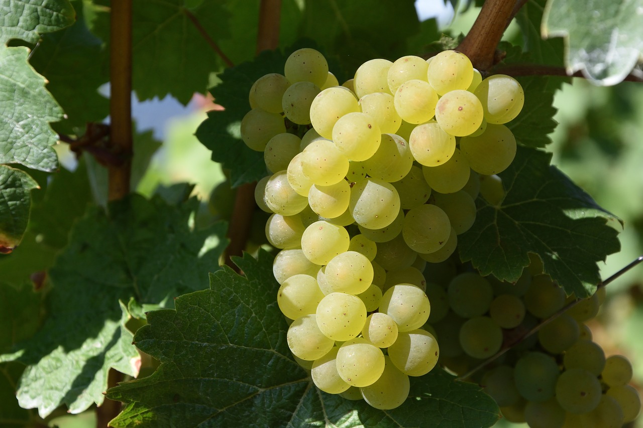 grape winegrowing white wine free photo