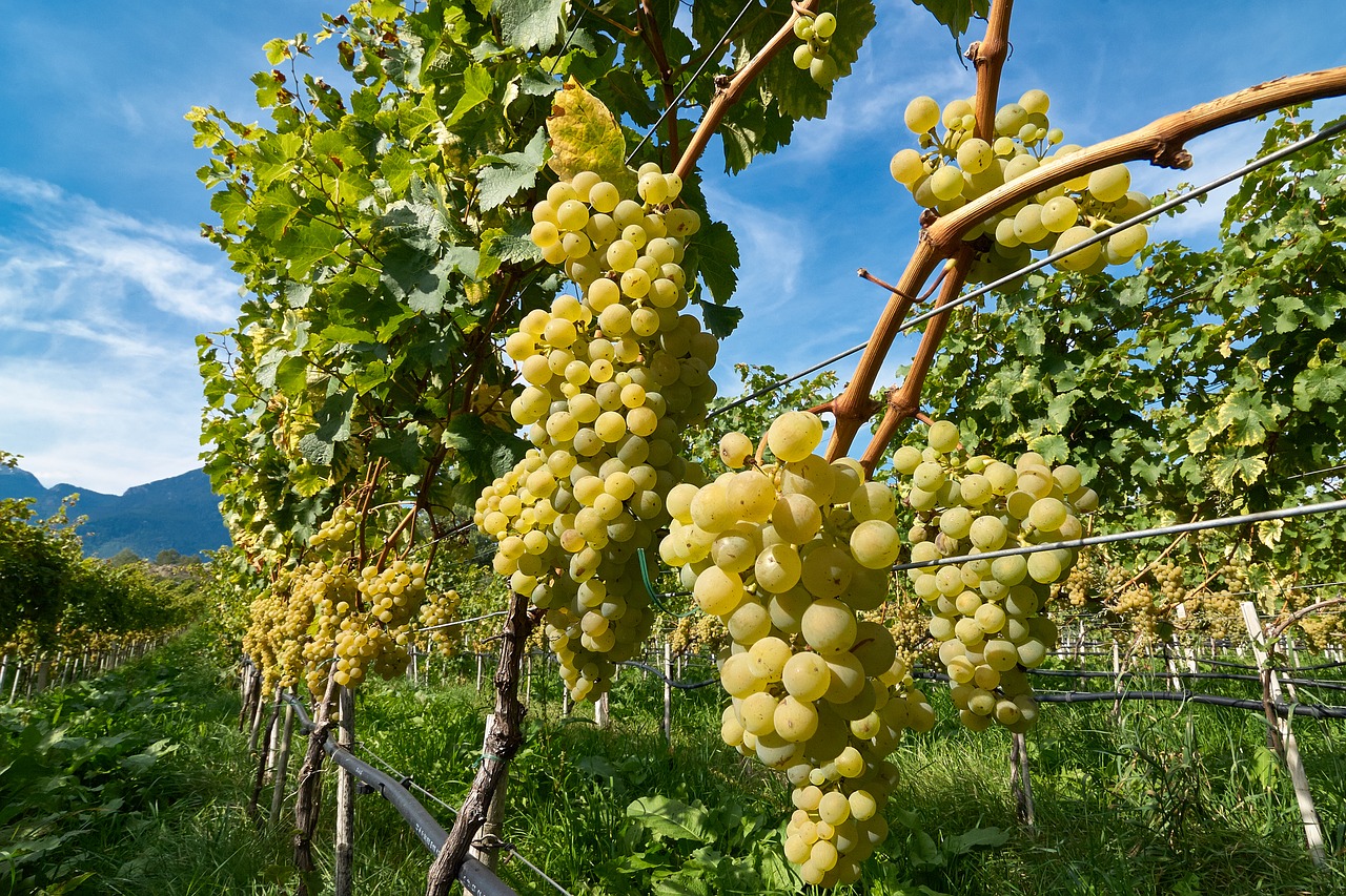 grape grapes fruit free photo