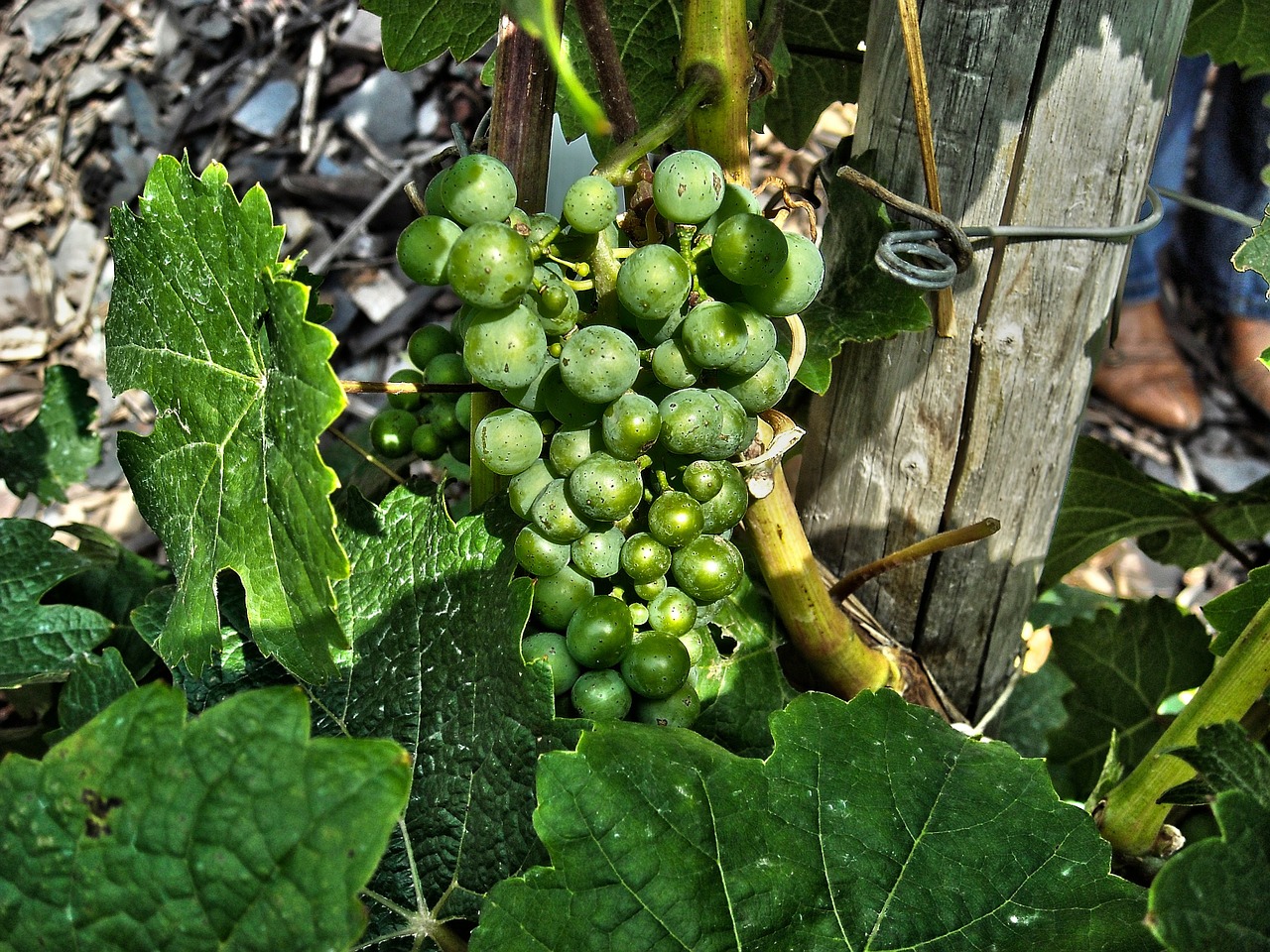 grape wine plant free photo