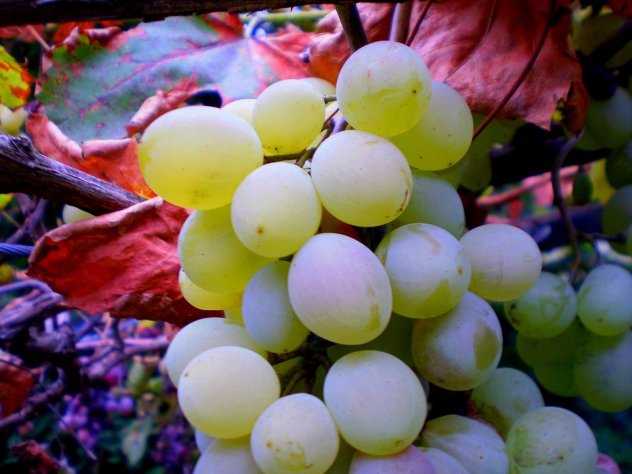grape wine drink free photo