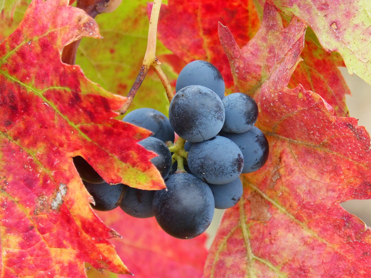 grape priorat vineyard free photo