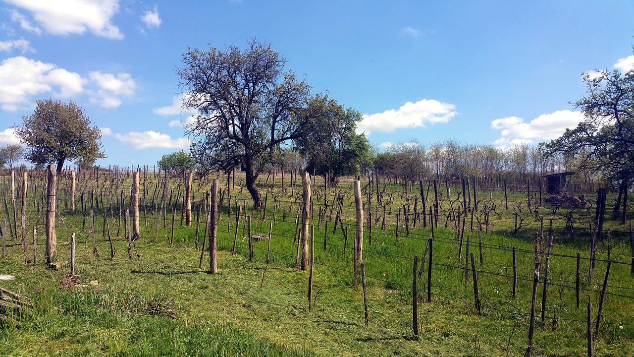 grape garden nature free photo