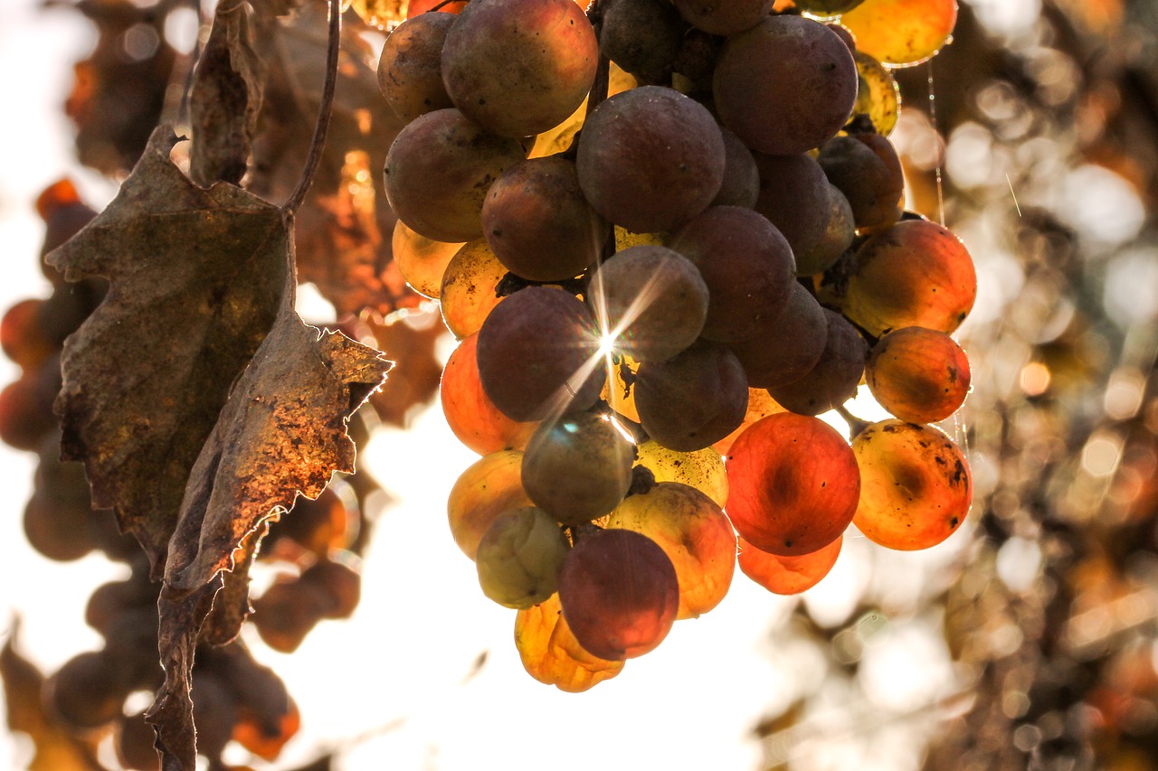 grape autumn sunlight free photo