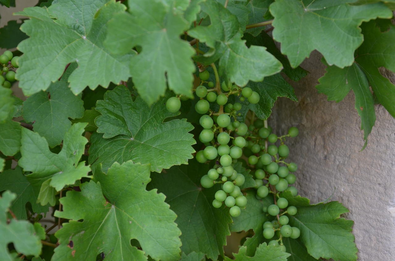 grape grapevine leaves free photo