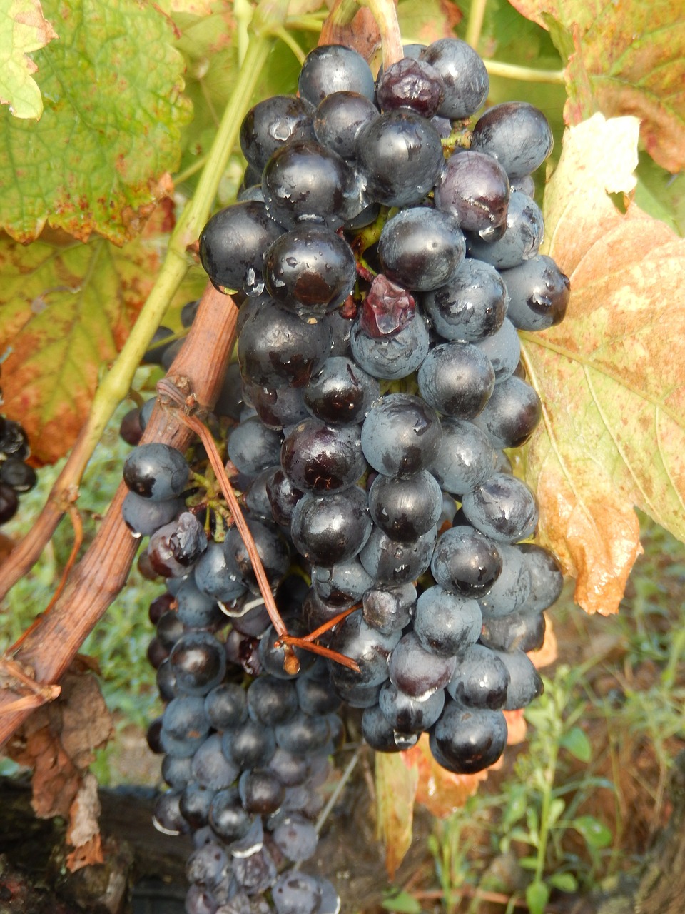 grape vine nature free photo