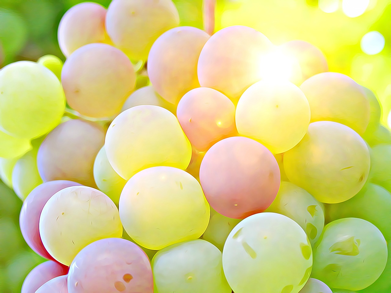 grape crop wine free photo