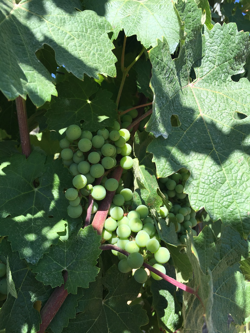 grape field wine free photo