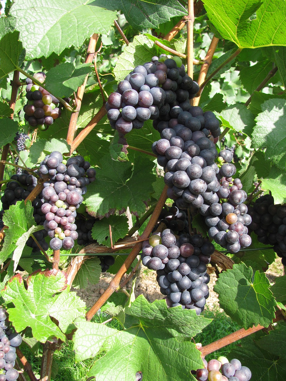 grape wine grapes free photo