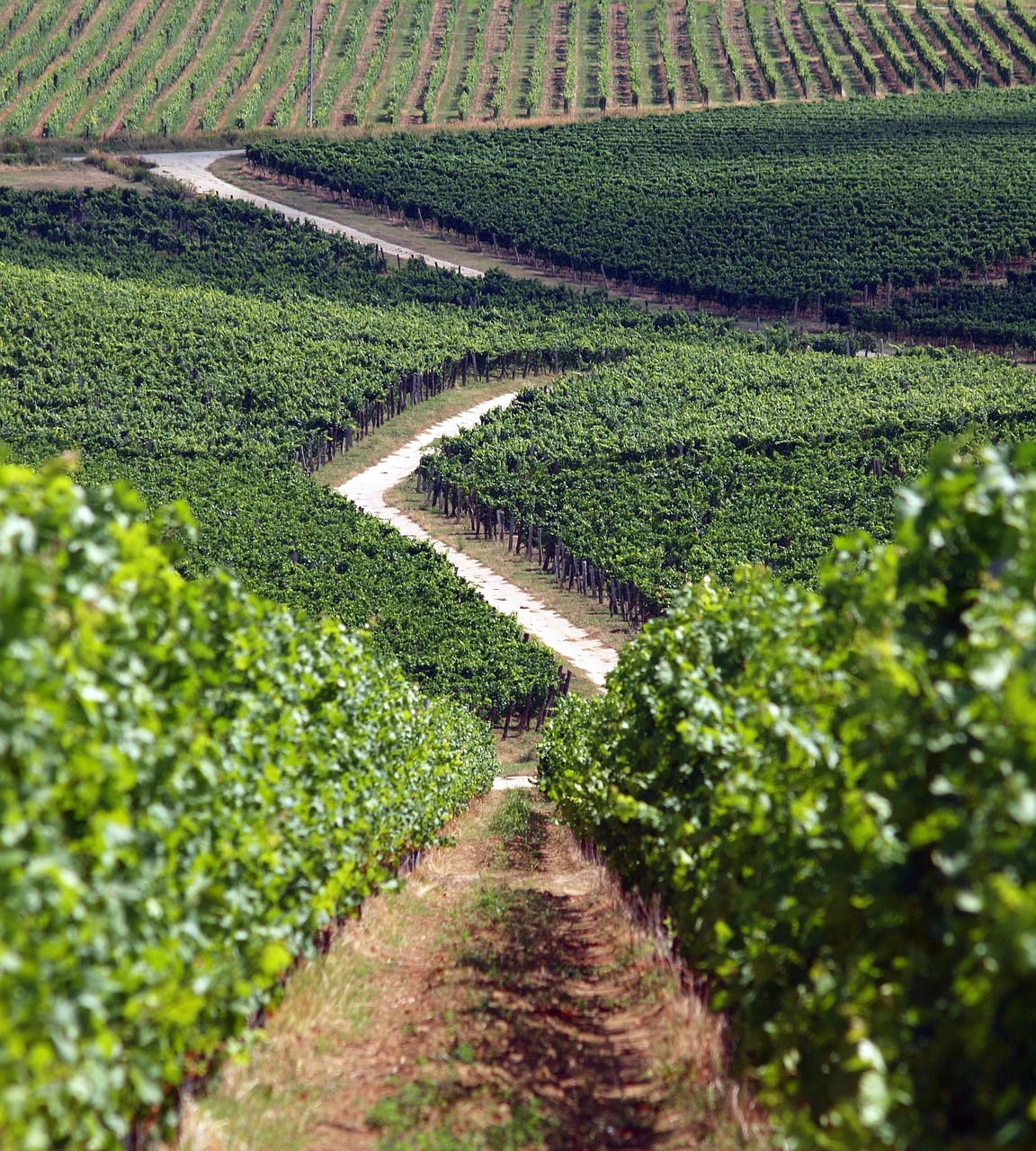 grape vineyard villány free photo