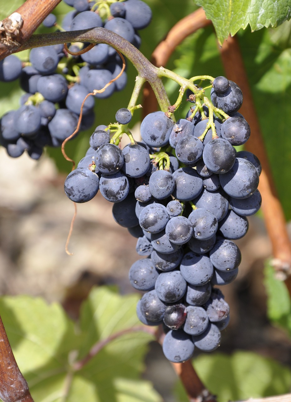 grape rebstock winegrowing free photo