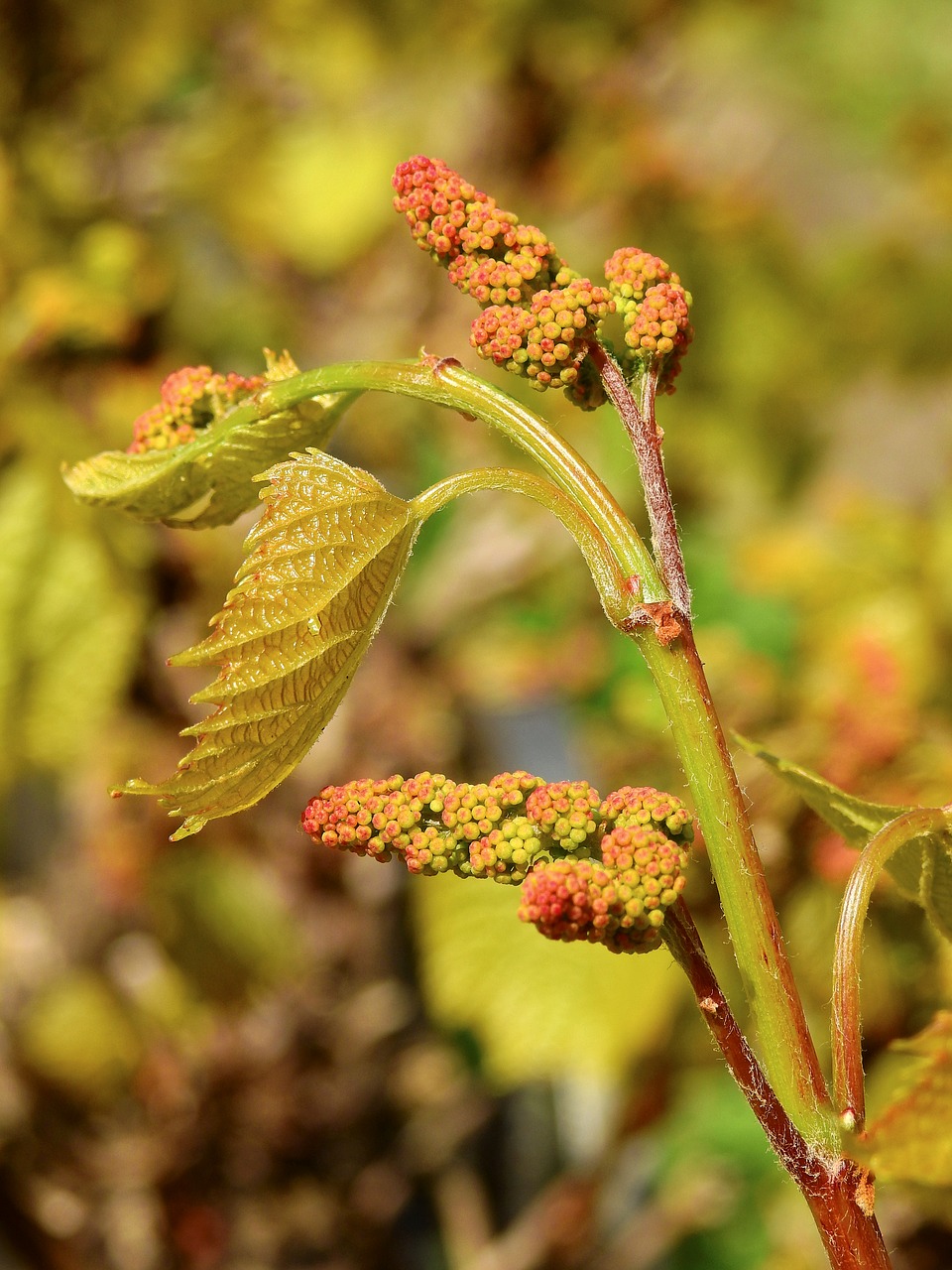 grape fruit grapevine free photo