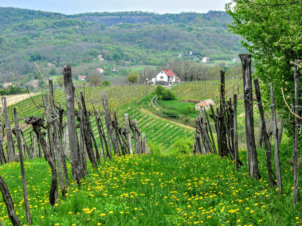 grape wine region wine free photo