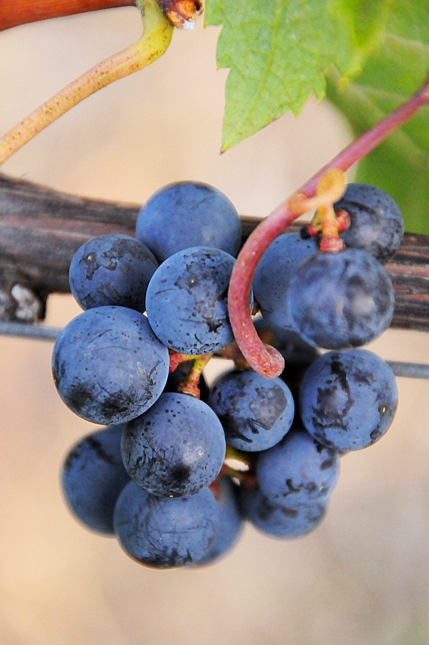 grape blue plant free photo
