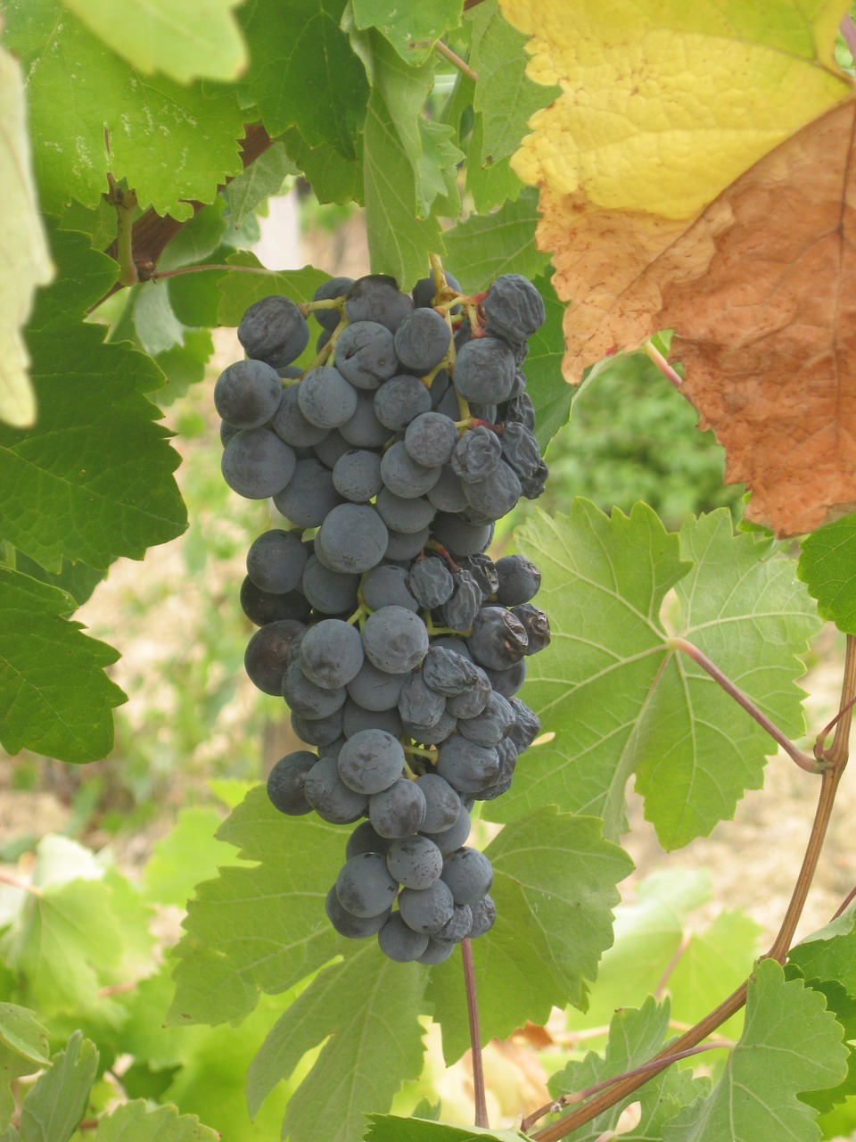 grape wine vine free photo
