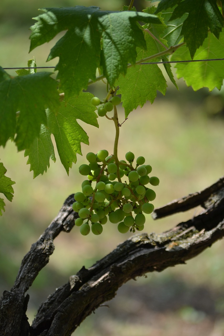 grape tree italy free photo