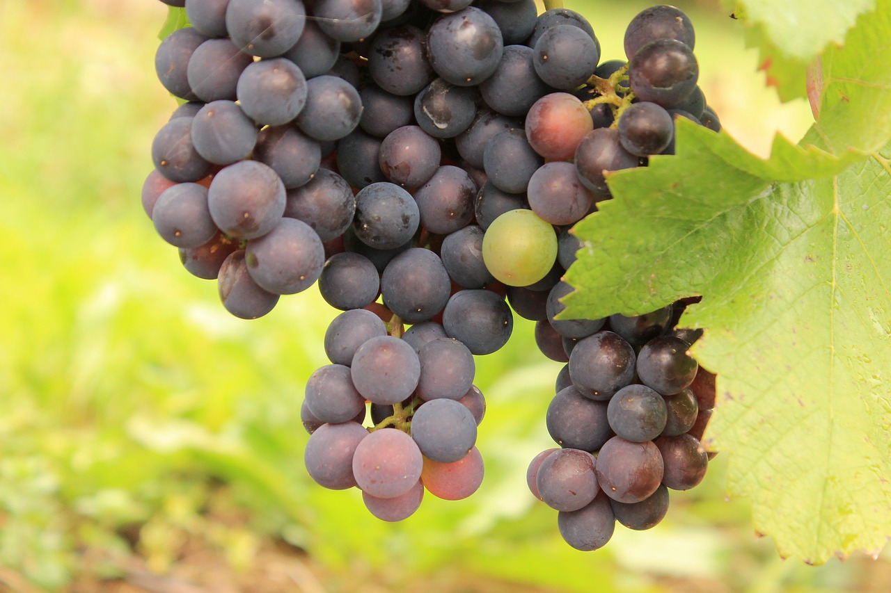grape inherit wine free photo